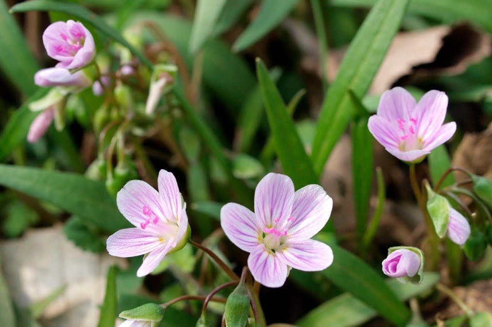 15-Claytonia-virginica-2012f-2