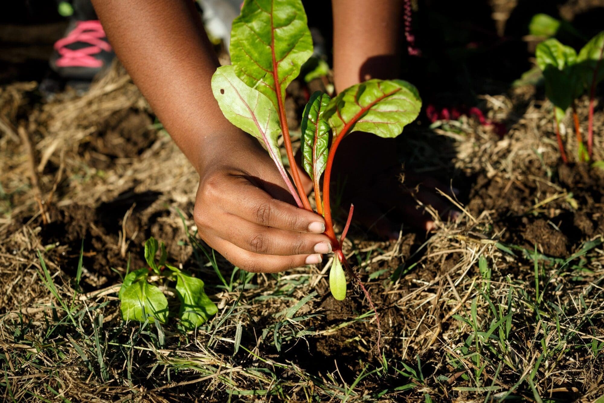 Bartram's Garden Hand Planting Chard