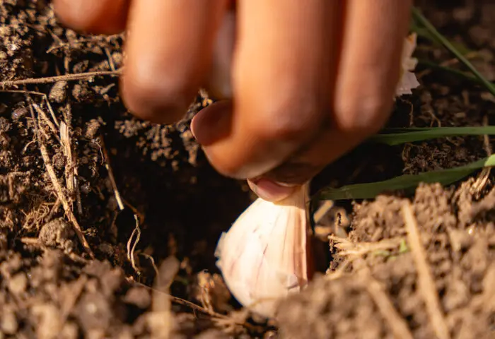 Little Explorers: Seed Collectors