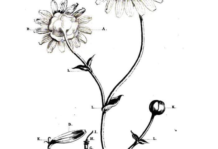 William Bartram, Indigenous Botany, and the Roots of American Medicine
