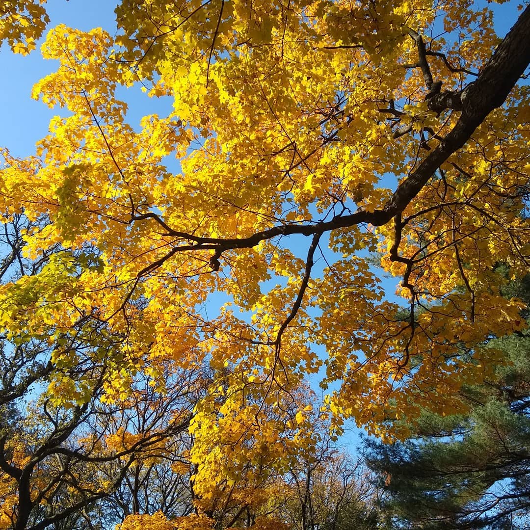 yellow leaves