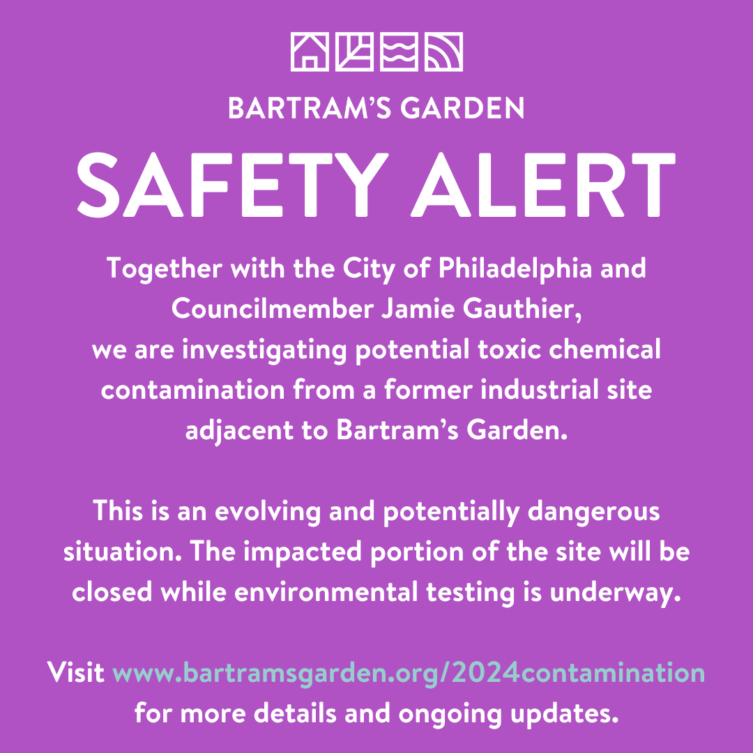 SAFETY ALERT yellow and orange maple leaves